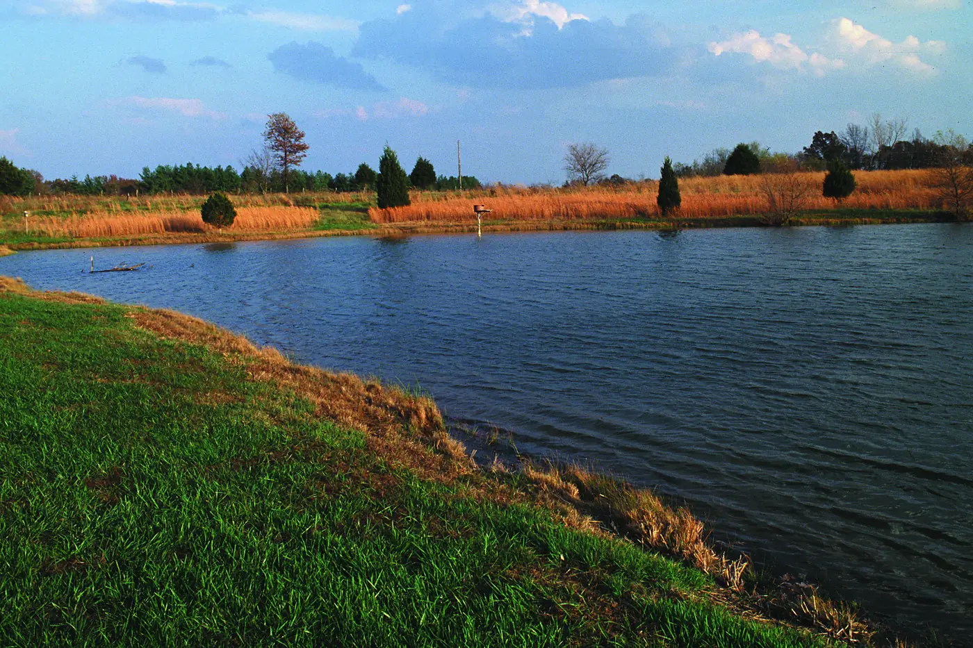 Farm pond with a grassy bank and tall prairie grass on the far shore
