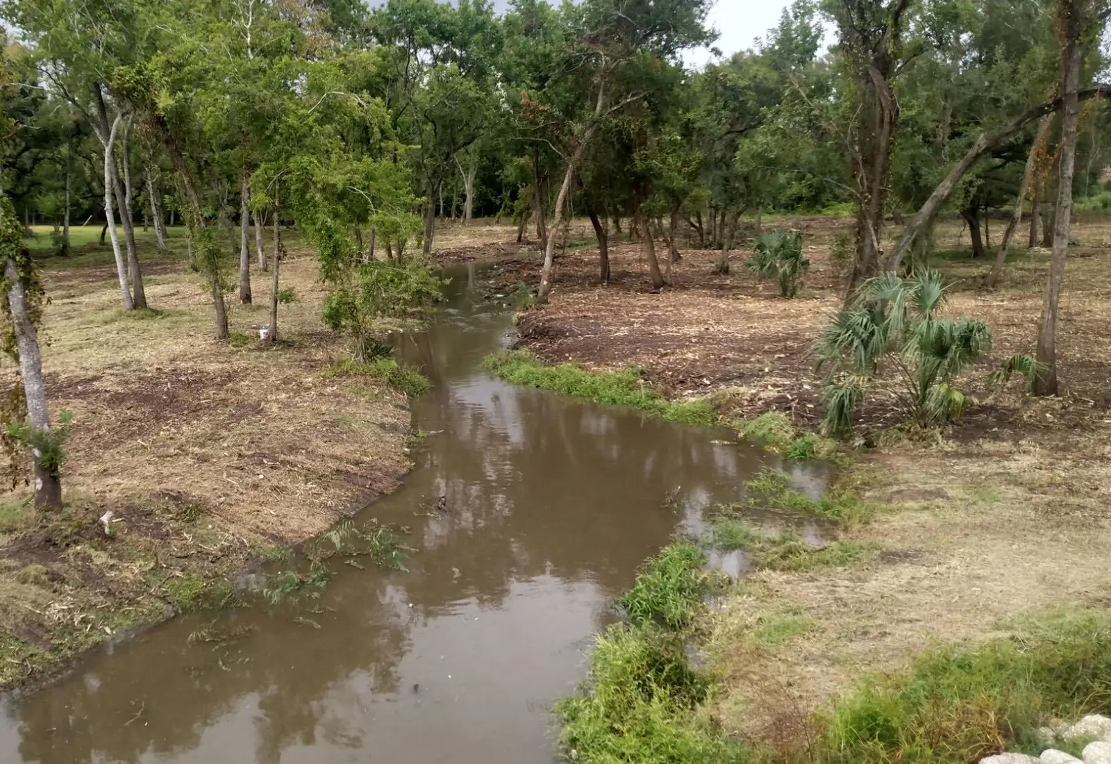 Creek bank cleared of brush under live oaks